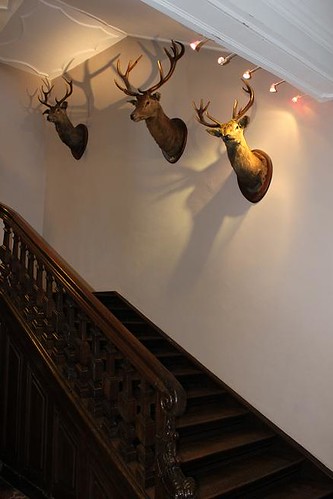 hunting trophies hanging on wall of stairs