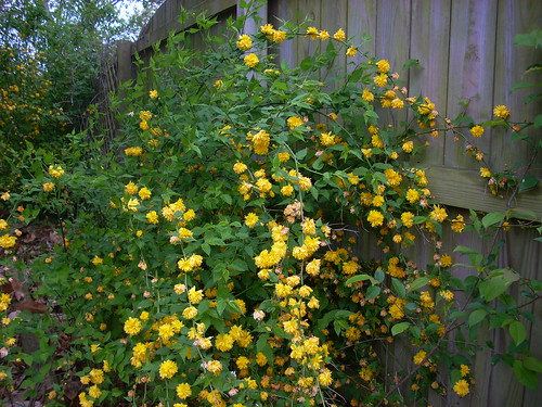 Kerria japonica or Japanese Yellow Rose