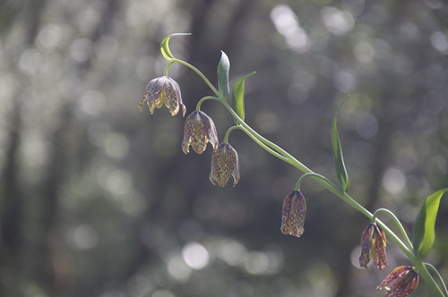 These delicate flowers were all around in shaded areas. Our man, John the Baptist, says they are Checker Lilies.