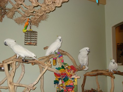 The Funny Things Our Parrots Say!