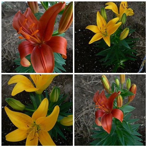 Lovely lilies