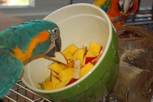 Obesity in Parrots | Blue Throat Macaw | BirdTricksStore.com