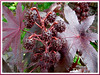 Ricinus communis (Castor Bean, Castor Oil Plant, Castorseed, Mexico Seed, Palma Christi, Wonder Tree, Jarak api/minyak in Malay)