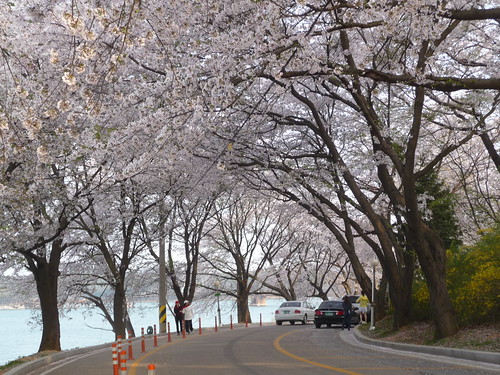 Cherry Blossoms Tunnel