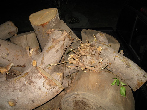 Ficus microcarpa logs in truck bed