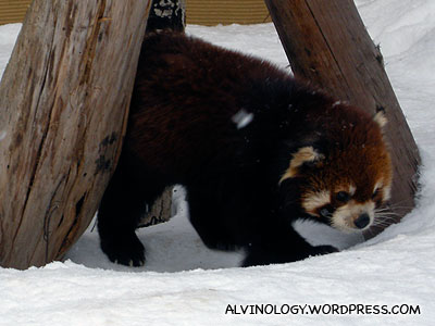 Another red panda
