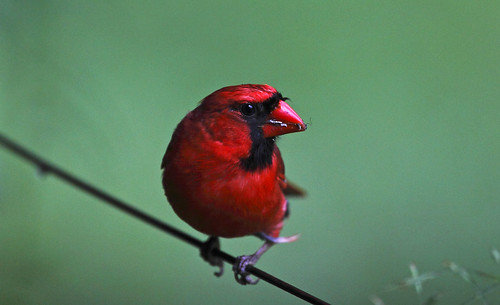 Cardinal having a snack