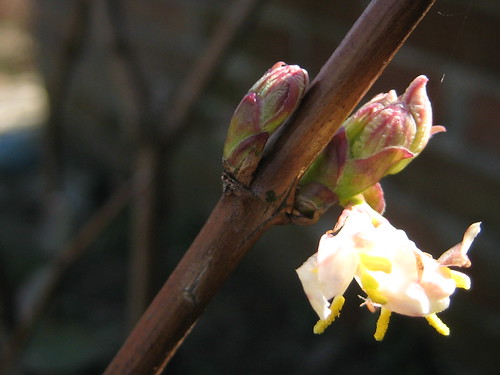 07.03.2009, due settimane a primavera, 3