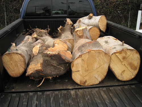 very large fig logs in my truck bed
