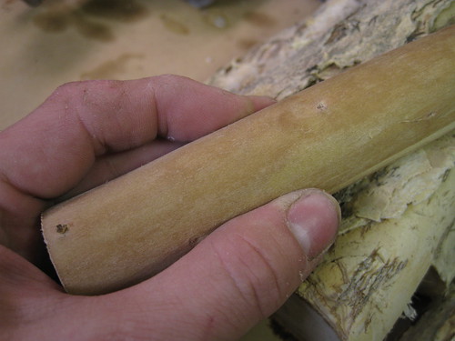 paperbark limb with bark removed