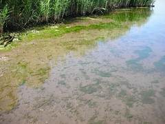 Anglų lietuvių žodynas. Žodis blue-green algae reiškia melsvadumbliai lietuviškai.