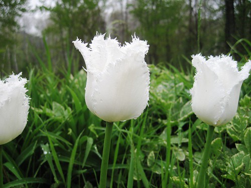 white fringed tulips