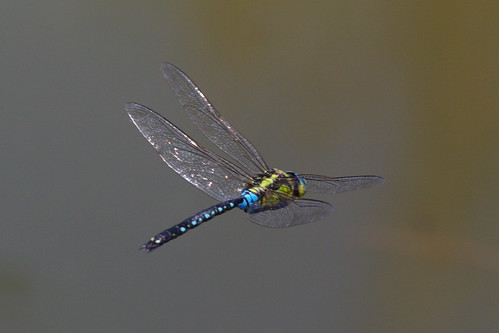 Anax nigrofasciatus nigrofasciatus in flight