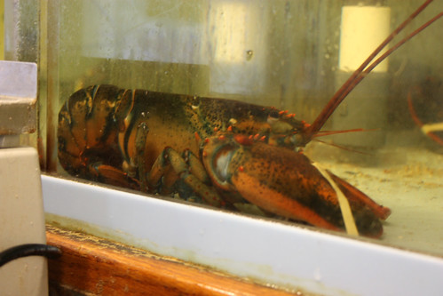 Lobsters at the Lobster Pot
