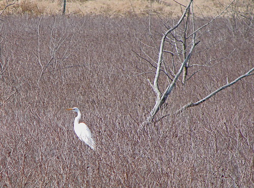 Egret