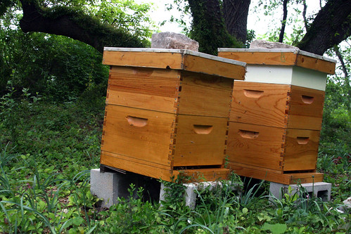 Urban Beehives