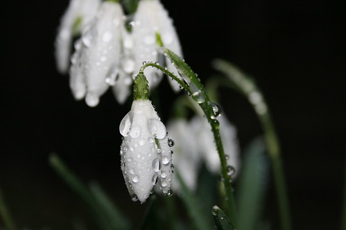 bells of spring - snowdrop