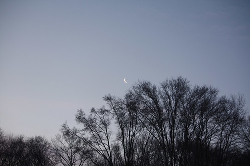 crescent moon sinking behind trees