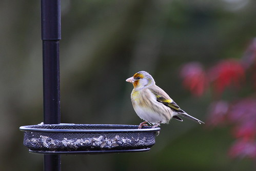 baby goldfinch