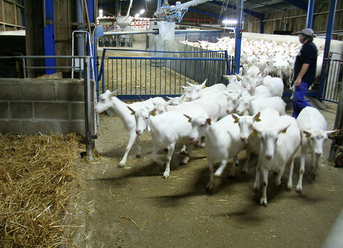Goat farm atmosphere picture