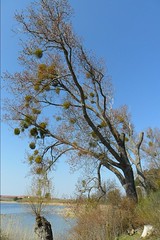 Schiefer Baum