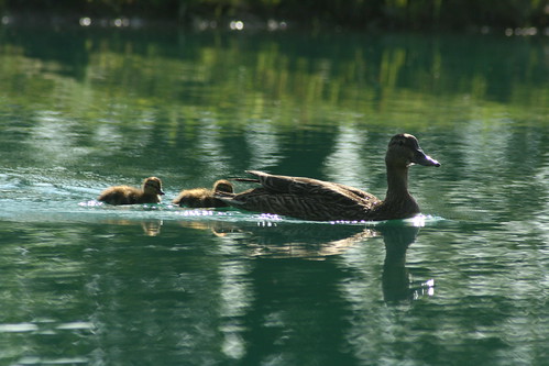 Mom and baby ducks on the pond