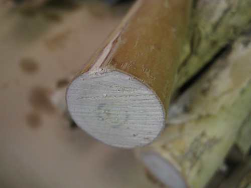 paperbark limb without bark