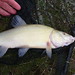 fish #12 of the weekend: another nice tench