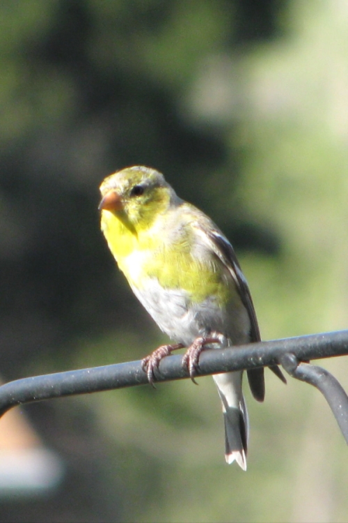 molting goldfinch photo by Adrienne in OHio