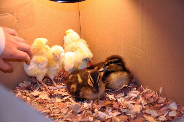 ducks and chicks