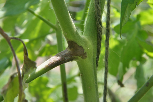tomato with late blight 2