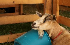 A Goat and a Bucket: A Love Story
