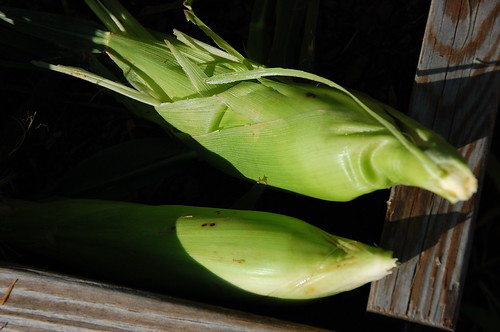 first corn
