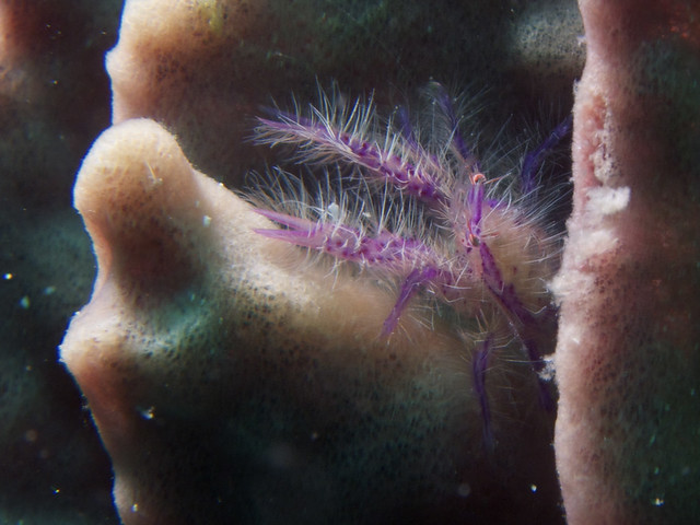 hairy squat lobster