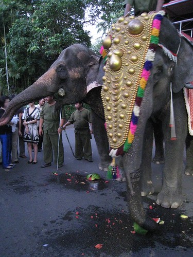 Feeding elephants for fun
