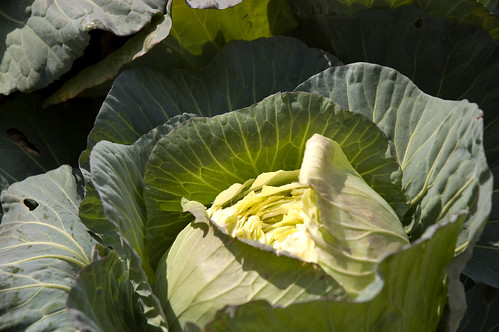 cabbage! (by bookgrl)