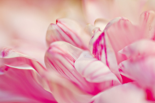 22/365 - pink flower