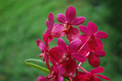 Orchid Garden KL5