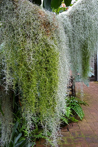 Spanish Moss Flower! | Don't get too excited. There was ano… | Flickr ...