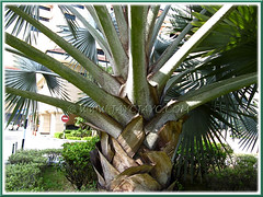 Bismarckia nobilis (Bismarck Palm, Bismark Palm), with focus on old leaf bases and petioles