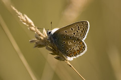 Common Blue male (Polyommatus icarus)