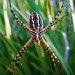 Giant Radioactive Spider