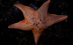 starfish - desktop background wallpaper