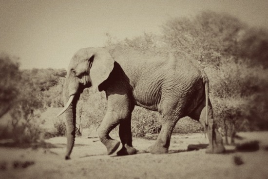 Corrin - South African Elephant