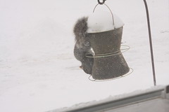 It's a BIRD feeder. • <a style="font-size:0.8em;" href="http://www.flickr.com/photos/21814723@N02/3236082037/" target="_blank">View on Flickr</a>