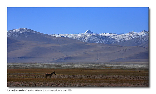 Kiang_Mountain_Ladakh