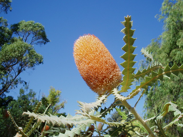 Banksia and Blue Sky. Kings Park. Perth