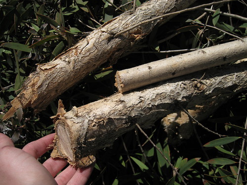 paperbark branch bark