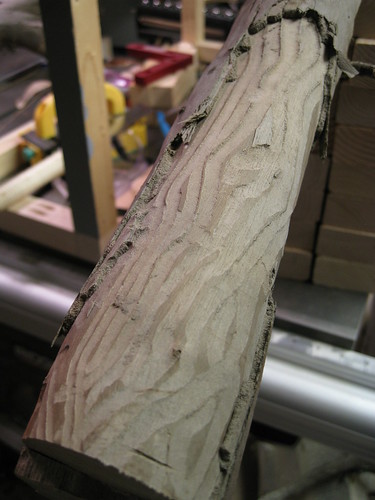 Eucalyptus tree showing damage from Eucalyptus Longhorned Borer larvae