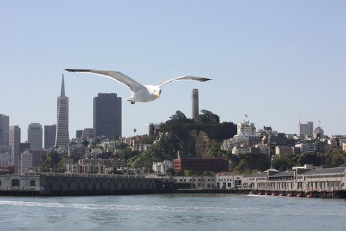 Seagull in San Francisco